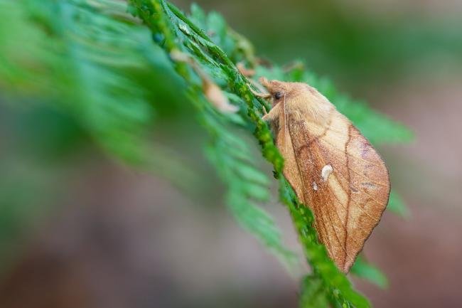 Drinker (Euthrix potatoria), adult, female. Waldridge Fell, 17-06-2023. Copyright Christopher Blakey.