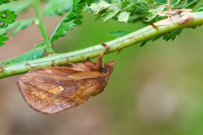 Drinker (Euthrix potatoria), adult, male. Waldridge Fell, 17-06-2023. Copyright Christopher Blakey.