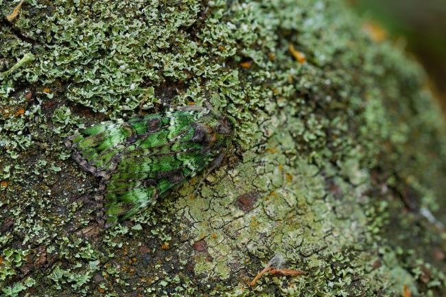 Green Arches (Anaplectoides prasina), adult. Waldridge Fell, 17-06-2023. Copyright Christopher Blakey.