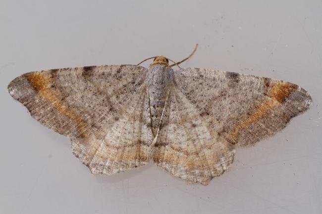 Tawny-barred Angle (Macaria liturata), adult. Framwellgate Moor, 20-06-2023. Copyright Christopher Blakey.