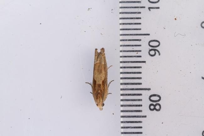 Eucosma hohenwartiana, adult. Waldridge Fell, 05-07-2023. Copyright Christopher Blakey.