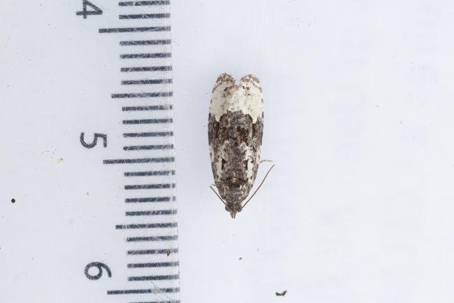 Apotomis turbidana, adult. Waldridge Fell, 05-07-2023. Copyright Christopher Blakey.