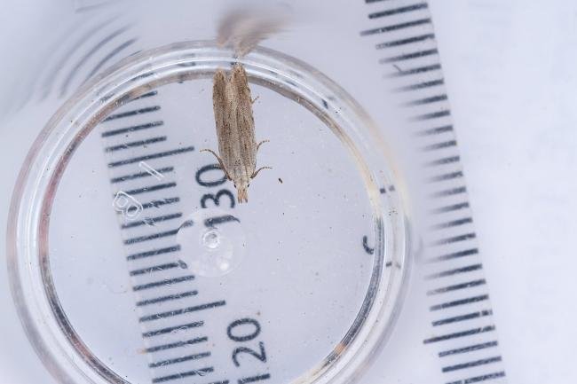 Anarsia spartiella, adult. Waldridge Fell, 05-07-2023. Copyright Christopher Blakey.