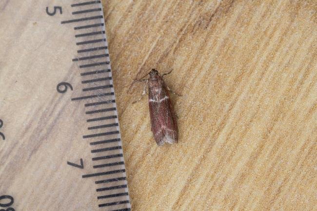 Cryptoblabes bistriga, adult. Waldridge Fell, 05-07-2023. Copyright Christopher Blakey.