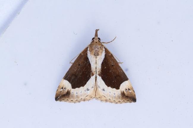 Beautiful Snout (Hypena crassalis), adult, female. Waldridge Fell, 05-07-2023. Copyright Christopher Blakey.