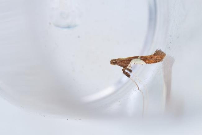 Caloptilia stigmatella, adult. Waldridge Fell, 05-07-2023. Copyright Christopher Blakey.