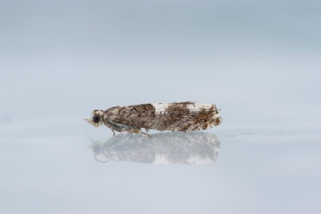 Epinotia demarniana, adult. Waldridge Fell, 06-07-2023. Copyright Christopher Blakey.