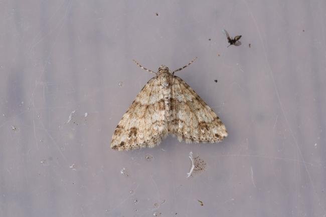Twin-spot Carpet (Mesotype didymata), adult. Rookhope Burn, 02-08-2023. Copyright Christopher Blakey.
