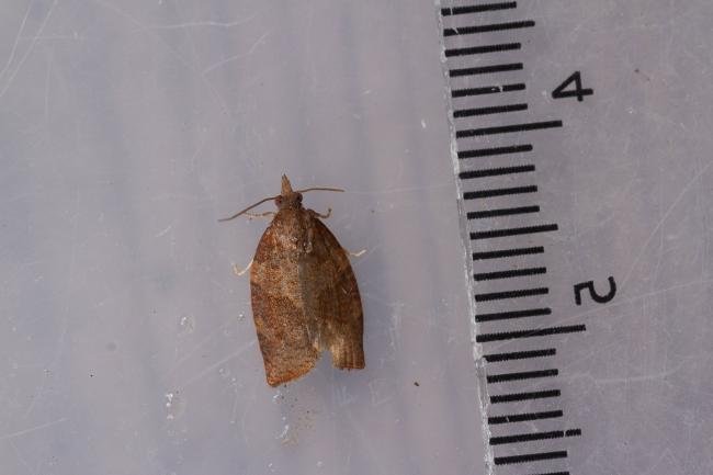 Dark Fruit-tree Tortrix (Pandemis heparana), adult. Rookhope Burn, 02-08-2023. Copyright Christopher Blakey.