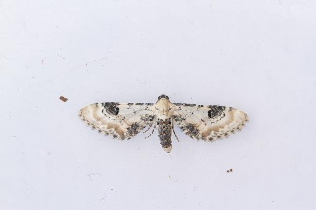 Lime-speck Pug (Eupithecia centaureata), adult. Framwellgate Moor, 09-08-2023. Copyright Christopher Blakey.