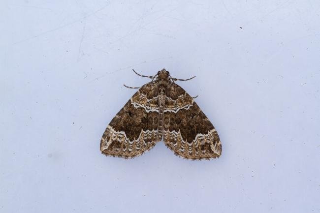 Devon Carpet (Lampropteryx otregiata), adult. Framwellgate Moor, 09-08-2023. Copyright Christopher Blakey.