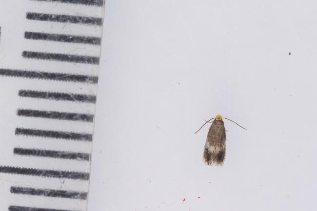 Stigmella salicis, adult. Framwellgate Moor, 09-08-2023. Copyright Christopher Blakey.