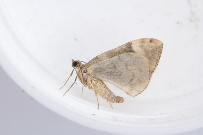 Dark Marbled Carpet (Dysstroma citrata), adult. Whitehall Moss, 14-08-2023. Copyright Christopher Blakey.