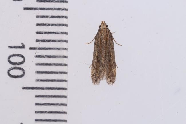 Mirificarma mulinella, adult. Whitehall Moss, 14-08-2023. Copyright Christopher Blakey.