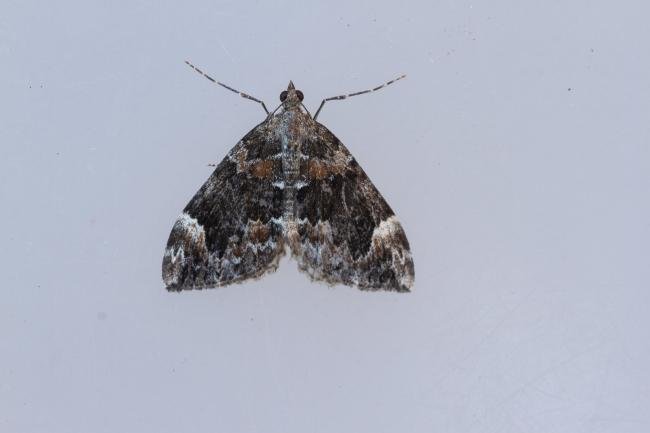 Dark Marbled Carpet (Dysstroma citrata), adult. Waldridge Fell, 22-08-2023. Copyright Christopher Blakey.