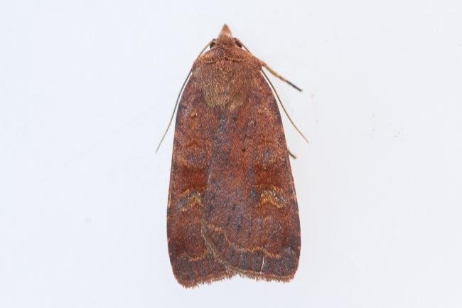 Barred Chestnut (Diarsia dahlii), adult. Waldridge Fell, 22-08-2023. Copyright Christopher Blakey.