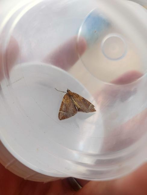 Chevron (Eulithis testata), adult. Waldridge Fell, 22-08-2023. Copyright Christopher Blakey.