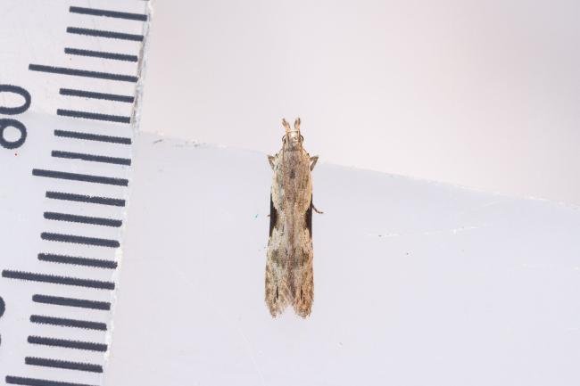 Hypatima rhomboidella, adult. Waldridge Fell, 22-08-2023. Copyright Christopher Blakey.
