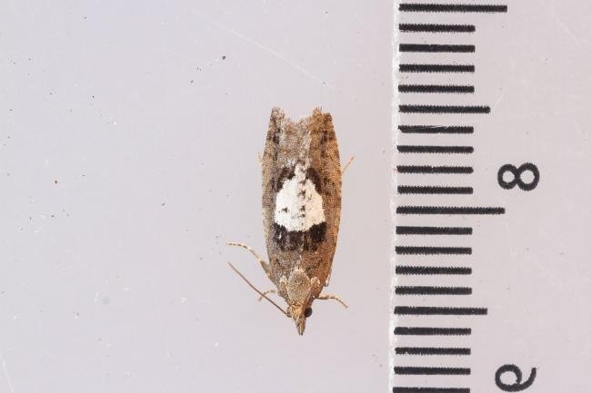 Epinotia brunnichana, adult. Waldridge Fell, 22-08-2023. Copyright Christopher Blakey.