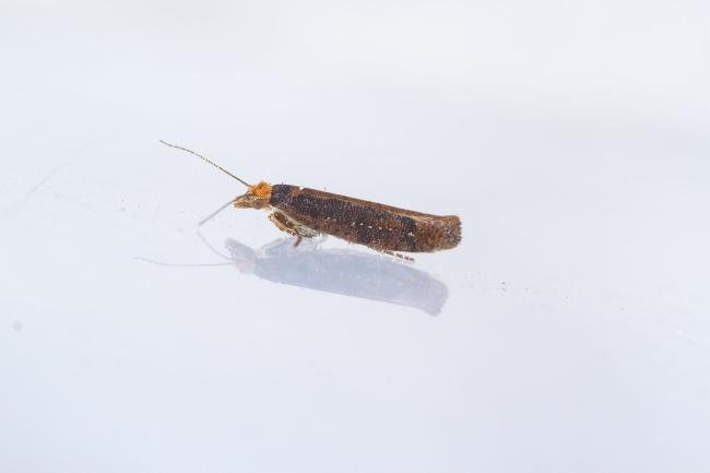 Ypsolopha ustella, adult. Waldridge Fell, 22-08-2023. Copyright Christopher Blakey.