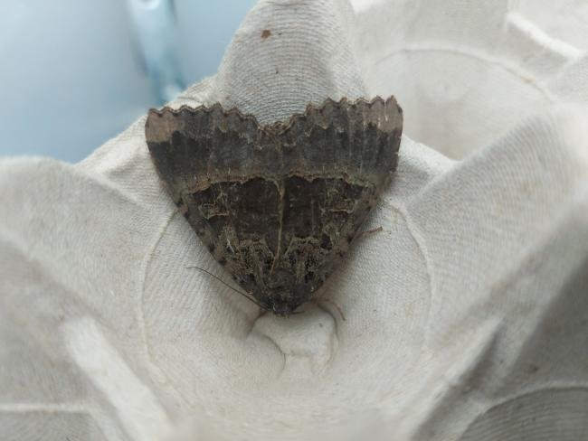 Old Lady (Mormo maura), adult. Framwellgate Moor, 24-08-2023. Copyright Christopher Blakey.