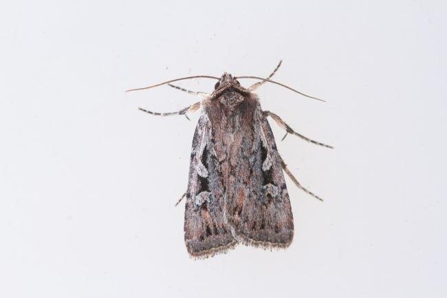 Heath Rustic (Xestia agathina), adult. Cabin Hill, 29-08-2023. Copyright Christopher Blakey.