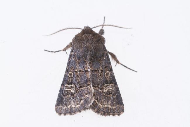 Hedge Rustic (Tholera cespitis), adult. Cabin Hill, 29-08-2023. Copyright Christopher Blakey.
