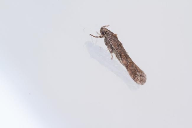 Teleiopsis diffinis, adult. Cabin Hill, 29-08-2023. Copyright Christopher Blakey.