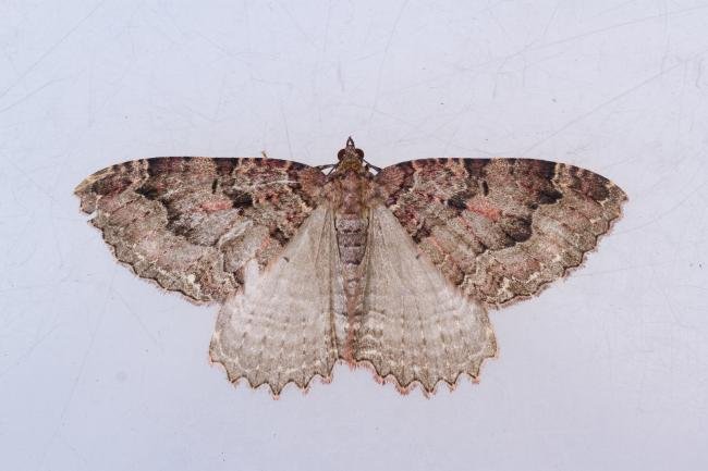 Tissue (Triphosa dubitata), adult. Cabin Hill, 31-08-2023. Copyright Christopher Blakey.