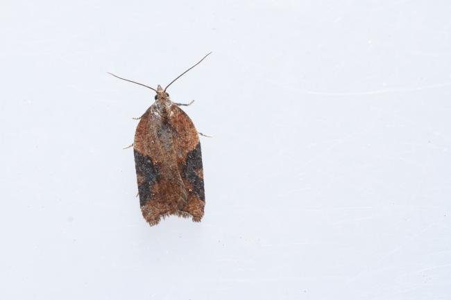 Acleris laterana/comariana, adult. Waldridge Fell, 03-09-2023. Copyright Christopher Blakey.