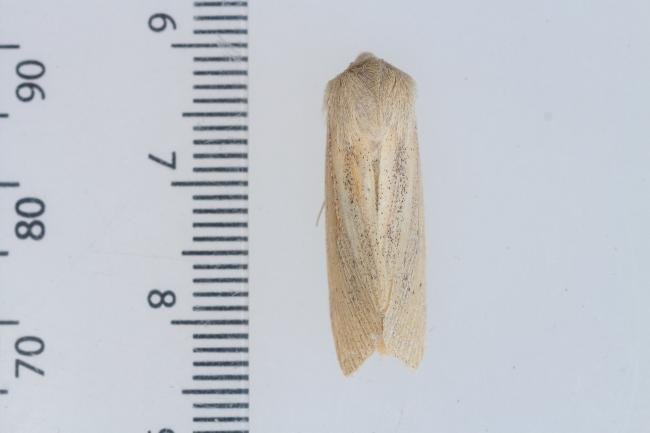 Large Wainscot (Rhizedra lutosa), adult. Castle Eden Dene, 27-09-2023. Copyright Christopher Blakey.