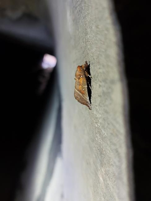 Herald (Scoliopteryx libatrix), adult. Castle Eden Dene, 16-01-2024. Copyright Christopher Blakey.