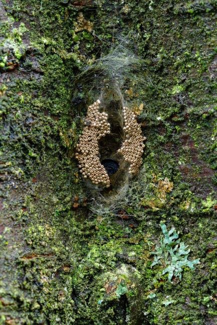Vapourer (Orgyia antiqua), egg-batch, N/A. Framwellgate Moor, 15-02-2024. Copyright Christopher Blakey.