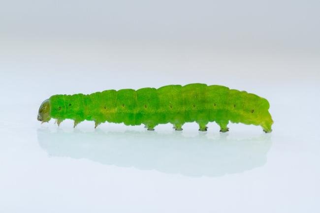 Angle Shades (Phlogophora meticulosa), larval, N/A. Framwellgate Moor, 15-03-2024. Copyright Christopher Blakey.