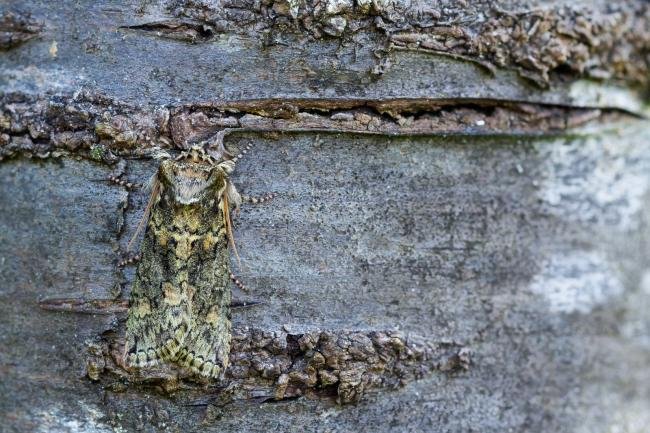 Frosted Green (Polyploca ridens), adult. Taken outside Durham (West Sussex), 26-03-2024. Copyright Christopher Blakey.