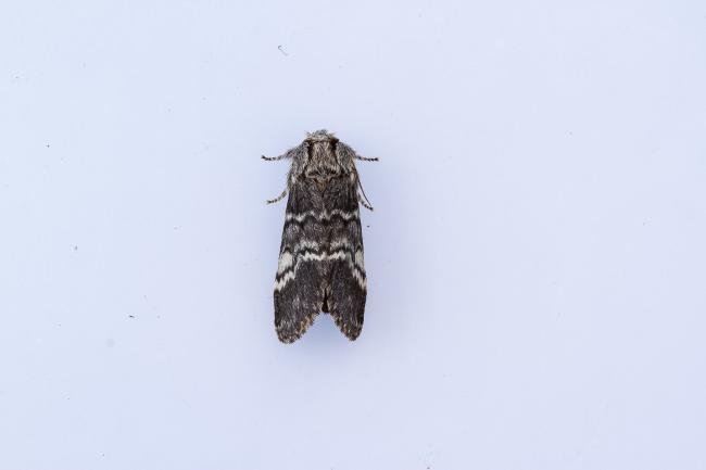 Lunar Marbled Brown (Drymonia ruficornis), adult. Comb Bridges, 13-04-2024. Copyright Christopher Blakey.