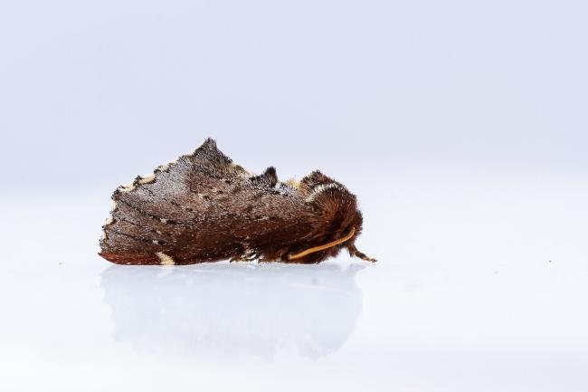 Scarce Prominent (Odontosia carmelita), adult. Comb Bridges, 13-04-2024. Copyright Christopher Blakey.