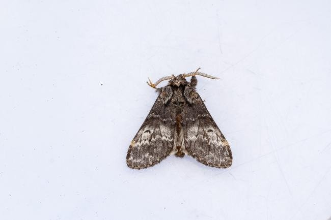 Lunar Marbled Brown (Drymonia ruficornis), adult. Comb Bridges, 13-04-2024. Copyright Christopher Blakey.