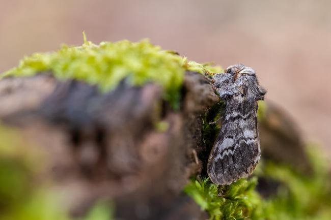 Lunar Marbled Brown (Drymonia ruficornis), adult. Comb Bridges, 13-04-2024. Copyright Christopher Blakey.