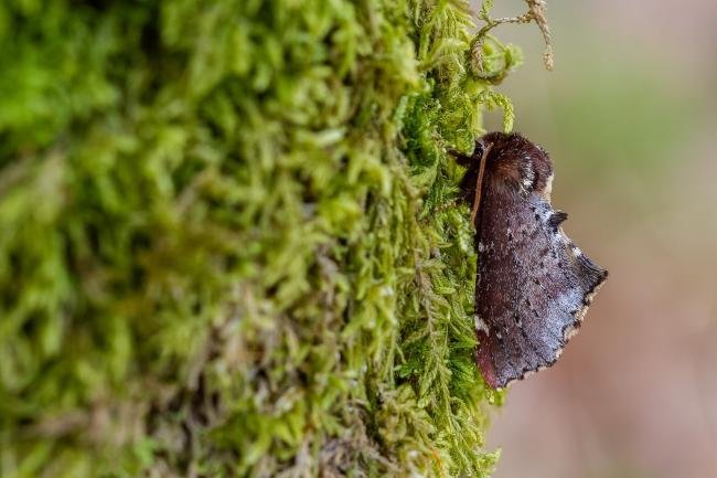 Scarce Prominent (Odontosia carmelita), adult. Comb Bridges, 13-04-2024. Copyright Christopher Blakey.