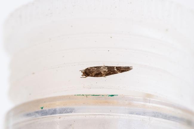 Mompha subbistrigella, adult. Framwellgate Moor, 01-05-2024. Copyright Christopher Blakey.