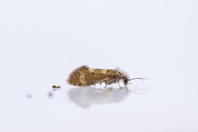 Dyseriocrania subpurpurella, adult. Framwellgate Moor, 01-05-2024. Copyright Christopher Blakey.