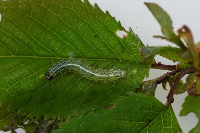 Dun-bar (Cosmia trapezina), larval, N/A. Waldridge Fell, 03-05-2024. Copyright Christopher Blakey.
