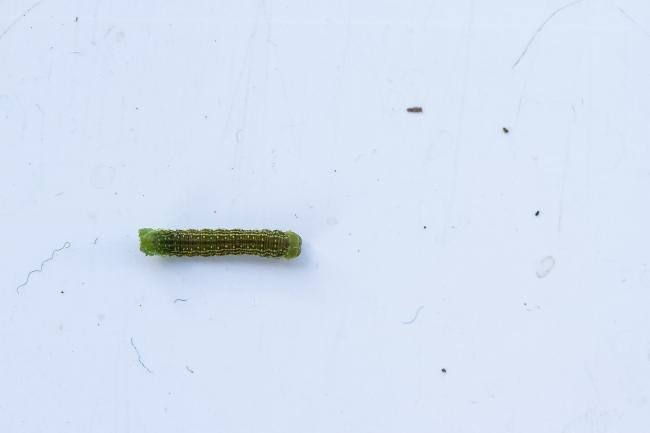 Small Autumnal Moth (Epirrita filigrammaria), larval, N/A. Waldridge Fell, 09-05-2024. Copyright Christopher Blakey.