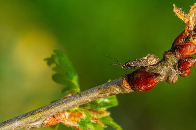 Esperia sulphurella, adult. Waldridge Fell, 11-05-2024. Copyright Christopher Blakey.