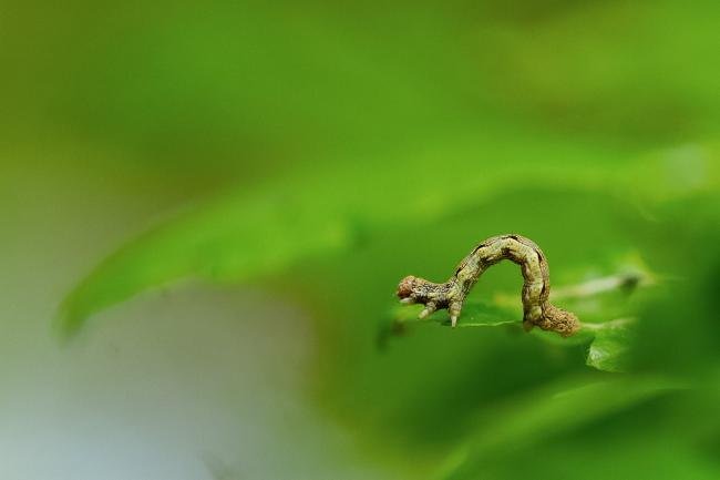 Mottled Umber (Erannis defoliaria), larval, N/A. Waldridge Fell, 11-05-2024. Copyright Christopher Blakey.