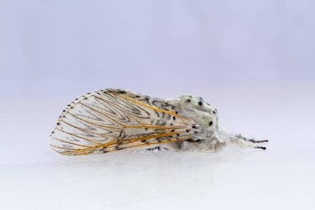 Puss Moth (Cerura vinula), adult. Framwellgate Moor, 17-05-2024. Copyright Christopher Blakey.