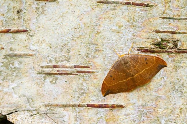 Oak Hook-tip (Watsonalla binaria), adult. Cater House Colliery, 17-05-2024. Copyright Christopher Blakey.