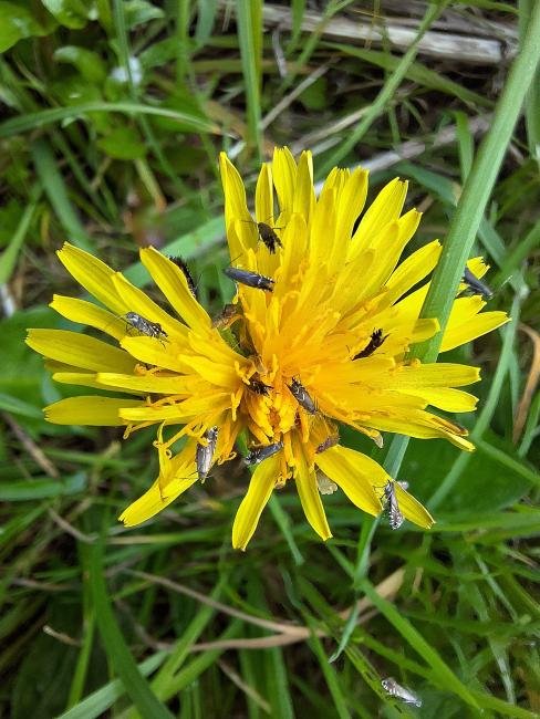 Cocksfoot Moth (Glyphipterix simpliciella), adult. Cater House Colliery, 17-05-2024. Copyright Christopher Blakey.