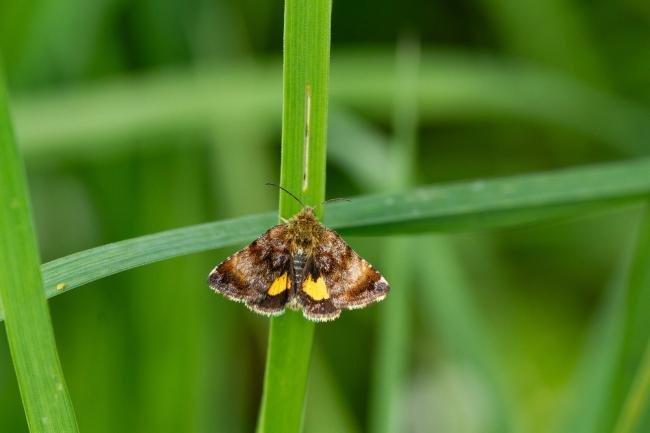 Small Yellow Underwing (Panemeria tenebrata), adult. Cater House Colliery, 17-05-2024. Copyright Christopher Blakey.